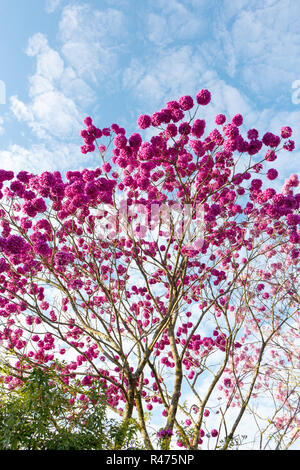 Bella vista dal basso della rosa "Ipe' albero sulla giornata soleggiata con cielo blu in background. Foto Stock