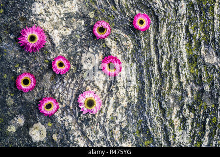 Rosa vibranti strawflowers sulla roccia di muschio sfondo. Natura scandinavo in estate. Foto Stock