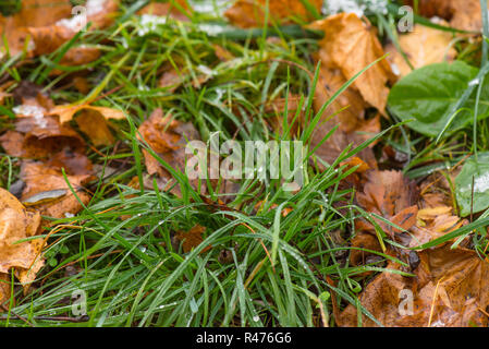 Fusione di neve a park - vicino la vista dall'alto. La molla di acqua - il bianco della neve e del ghiaccio fondente, svelando verde erba e foglie di autunno. Foto Stock