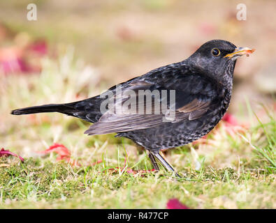 Primo piano di una comune Blackbird Foto Stock