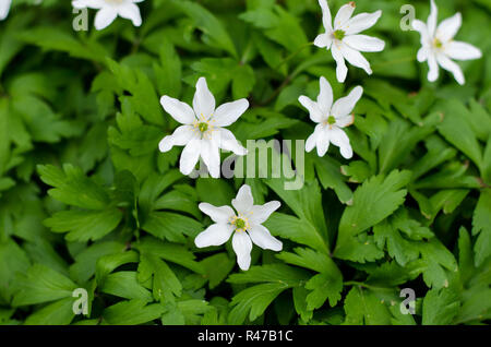 Anemona nemorosa , closeup durante la primavera Foto Stock