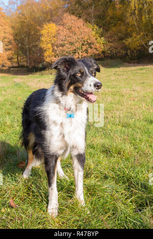 Ritratto, chiuso, vista frontale del collie di confine, isolato sull'erba, bocca aperta, sole in un parco di campagna con alberi autunnali. Foto Stock