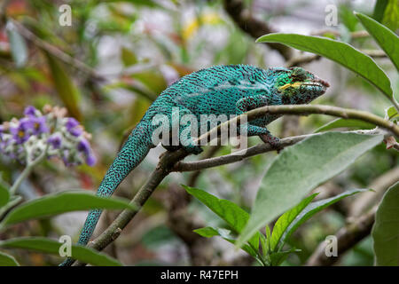 Parson's chameleon Foto Stock