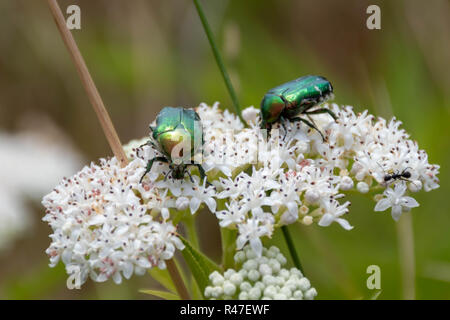 Primo piano di due Verde metalizzato coleotteri (European Rose Chafer, Cetonia aurata) strisciando sul piccolo fiore bianco fiori Foto Stock