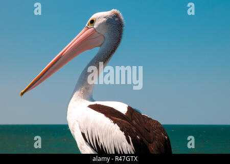 Ritratto di un pellicano Foto Stock