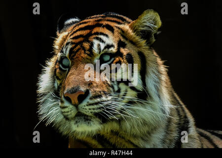 Onnipotente tigre di Sumatra Foto Stock