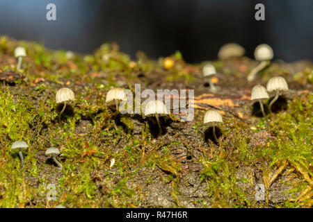 Fotografia macro di un cluster di tipo sparse di Fairy Inkcap funghi tra il muschio. Foto Stock
