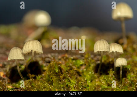 Fotografia macro di un cluster di tipo sparse di Fairy Inkcap funghi tra il muschio. Foto Stock
