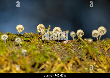 Fotografia macro di un cluster di tipo sparse di Fairy Inkcap funghi tra il muschio da sotto. Foto Stock