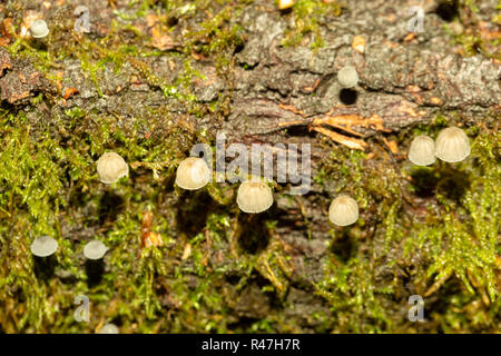 Fotografia macro di un cluster di tipo sparse di Fairy Inkcap funghi tra il muschio dal di sopra. Foto Stock
