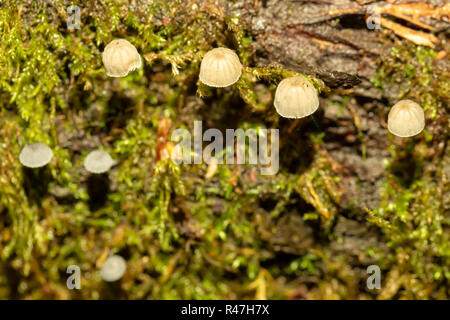 Fotografia macro di un cluster di tipo sparse di Fairy Inkcap funghi tra il muschio. Foto Stock