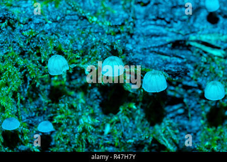 Fotografia macro di un cluster di tipo sparse di Fairy Inkcap funghi tra il muschio con blue flash. Foto Stock