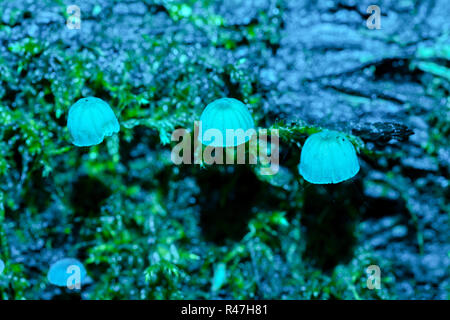 Fotografia macro di un cluster di tipo sparse di Fairy Inkcap funghi tra il muschio con blue flash. Foto Stock
