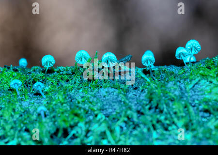 Fotografia macro di un cluster di tipo sparse di Fairy Inkcap funghi tra il muschio con lampeggiamento blu da sotto. Foto Stock