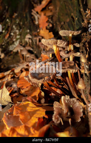 Intrico di funghi marrone trovata all'interno di vecchia quercia marcio moncone circondata da foglie di autunno cadono in orientamento verticale. Foto Stock