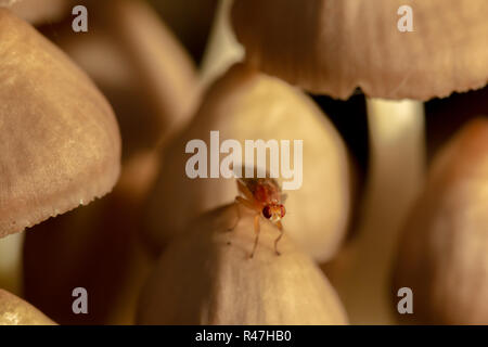 Macro fotografia a colori di piccolo marrone volare appollaiato sul tappo a fungo all'interno di fungo si raggruppano in orientamento orizzontale. Foto Stock