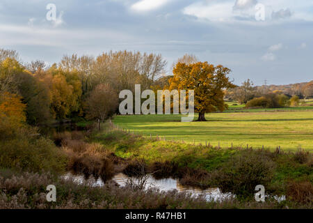 Fotografia del paesaggio con una vecchia quercia entro il pascolo delimitato dal fiume Stour. Foto Stock