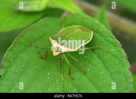 Nezara viridula (scudo verde bug meridionale; Stink bug; Stink bug) Foto Stock