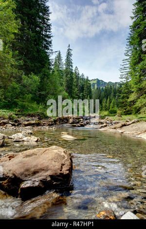 Bach nel bosco di conifere Foto Stock