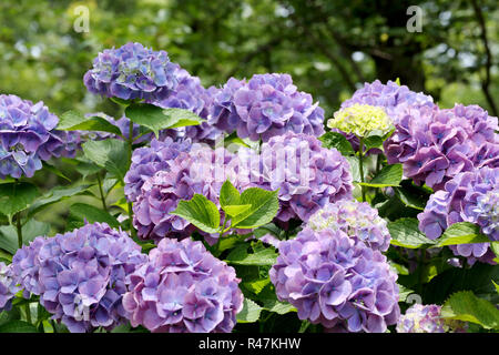 Ortensia fiori che crescono nel giardino Foto Stock