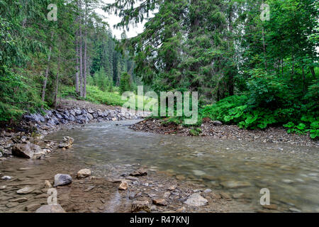 Bach nel bosco di conifere Foto Stock