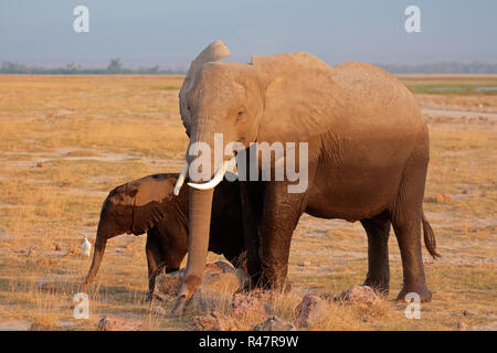 Elefante africano con vitello Foto Stock