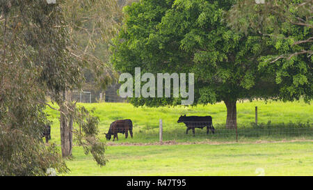 Azienda agricola le vacche nel campo Foto Stock