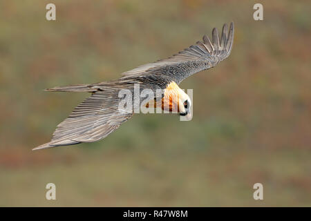 Gipeto in volo Foto Stock