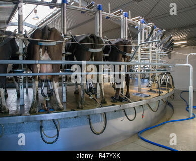 Sheffield, Nuova Zelanda - 03 agosto 2018: le vacche da latte vengono munte nel moderno caseificio rotante capannone a mungendo tempo Foto Stock