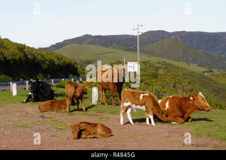 Bovini sul plateau paul da serra Foto Stock