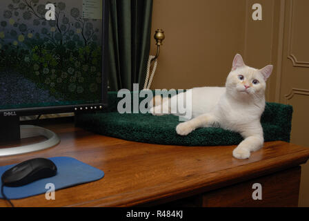 Un bianco flamepoint gatto siamese gatto salotti in un letto con moquette in un angolo della scrivania in legno. Foto Stock