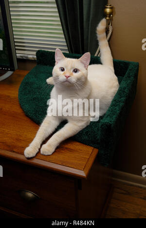 Un bianco flamepoint gatto siamese gatto salotti in un letto con moquette in un angolo della scrivania in legno. Foto Stock