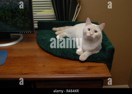 Un bianco flamepoint gatto siamese gatto salotti in un letto con moquette in un angolo della scrivania in legno. Foto Stock