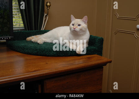 Un bianco flamepoint gatto siamese gatto salotti in un letto con moquette in un angolo della scrivania in legno. Foto Stock