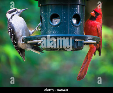 Un Picchio e un maschio rosso cardinale pesce persico insieme su un bird feeder contro uno sfondo verde. Foto Stock