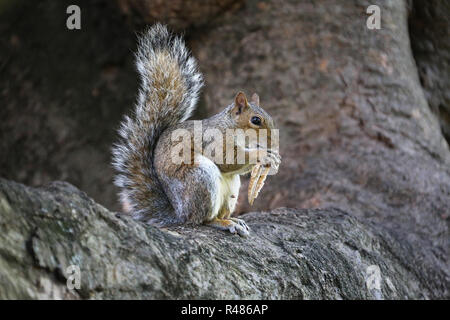 Scoiattolo africani si siede su un albero e si mangia un dado Foto Stock