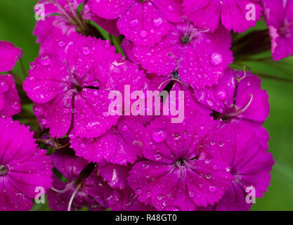 Rosa fiori di petunia Foto Stock