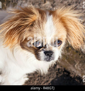 Funny i capelli rossi pekingese dog Foto Stock