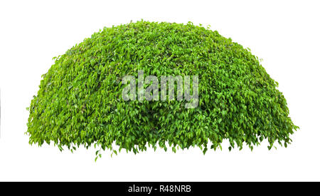 Bella fresca verde albero ornamentale isolati su sfondo bianco Foto Stock