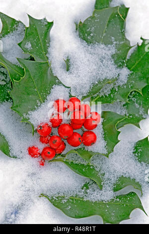 Coperta di neve e congelati ramo di agrifoglio con bacche rosse Foto Stock