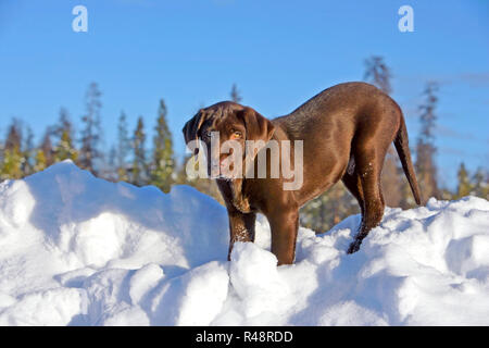 Il cioccolato Labrador Retriever cucciolo permanente sulla parte superiore del banco di neve Foto Stock