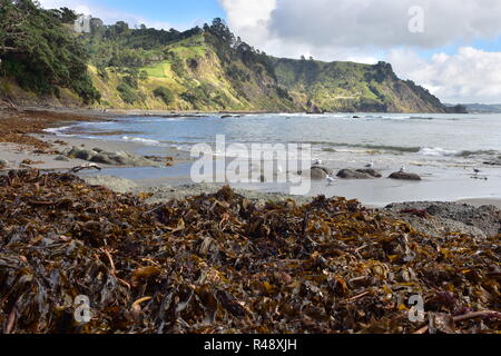 Pile di brown sgambate kelp Ecklonia radiata su ocean shore vicino a Leigh in Nuova Zelanda. Foto Stock
