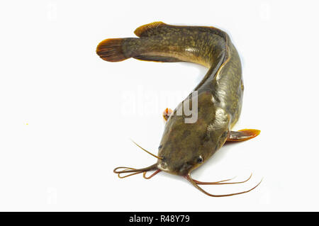 Catfish isolato / crudo fresco catfish isolare su sfondo bianco - Pesci di acqua dolce vicino canale di gattuccio di mare Foto Stock