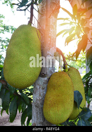 Jackfruits su albero / verde giovane jackfruit cresce sull'albero tropicale jack dolci di frutta sul giardino del cortile sul retro Foto Stock