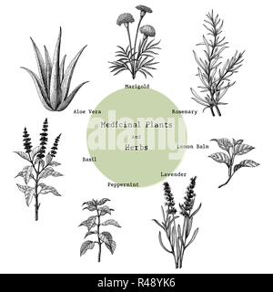 Le piante officinali e aromatiche del disegno a mano vintage illustrazione di incisione Illustrazione Vettoriale