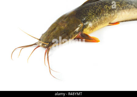 Catfish isolato / crudo fresco catfish isolare su sfondo bianco - Pesci di acqua dolce vicino canale di gattuccio di mare Foto Stock