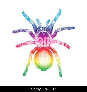 Tarantula spider del disegno a mano vintage illustrazione incisione,Tarantola spider tattoo design Illustrazione Vettoriale