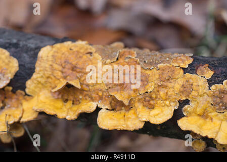 Orange polypore fungo su albero macro messa a fuoco selettiva Foto Stock
