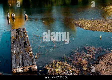 Il marcio in legno moss pavimento coperto dal vecchio molo nel poco profonda baia paludosa del fiume Columbia, in acqua che riflette gli alberi in autunno e se Foto Stock