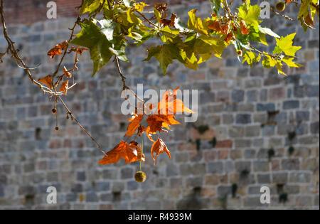 Foglie di autunno sotto il sole illumina con un muro di mattoni dello sfondo. Foto Stock